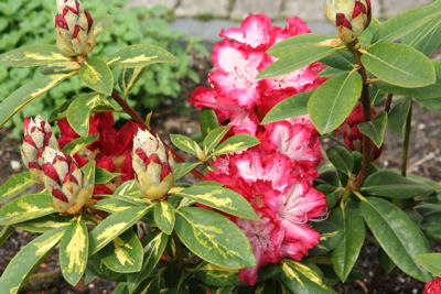 Bloemgaard Rolde 'Home'-page Huize Sandbergen : De Tuin / Rhododendrons